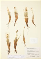 藏品(甘松薹草)的圖片